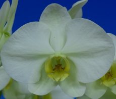 Phal. Morning Moon X Phal. Kinuno Taiyo "696"
