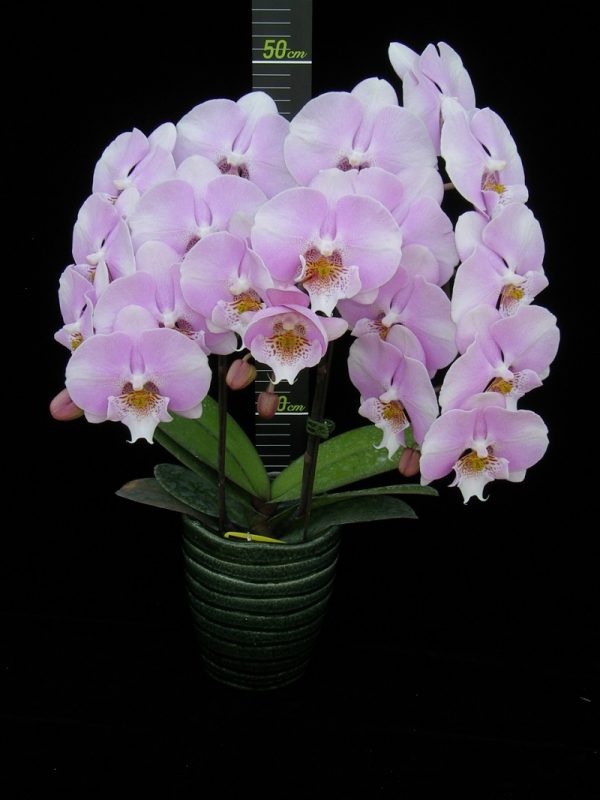 Phal. Younghome Princess "178"：圖片 2