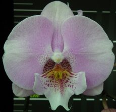 Phal. Younghome Princess "178"