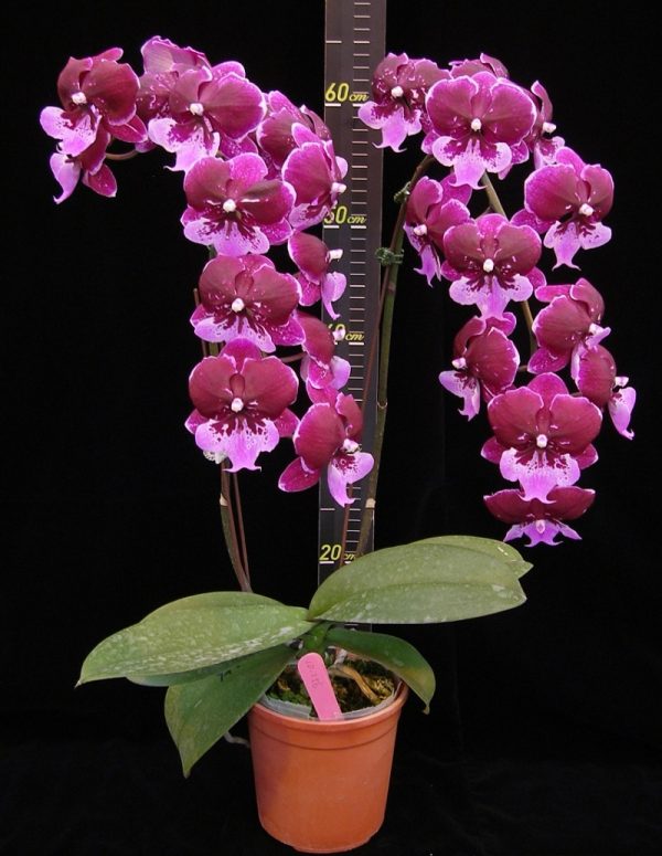 Phal. Chia Shing Hot Kiss：圖片 2