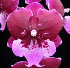Phal. Chia Shing Hot Kiss