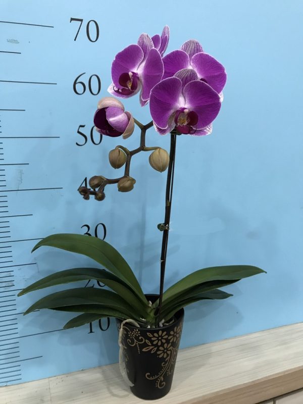 Phal. KV Panda "165"：圖片 2
