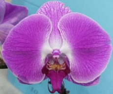 Phal. KV Panda "165"
