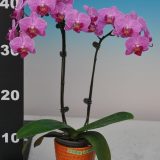 Phal. Taisuco Invoke "46952"：圖片 3