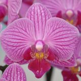 Phal. Taisuco Invoke "46952"