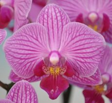 Phal. Taisuco Invoke "46952"