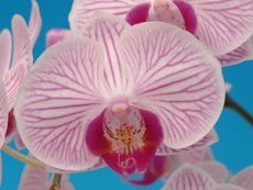 Phal. Taisuco Stripe Beauty "26954"