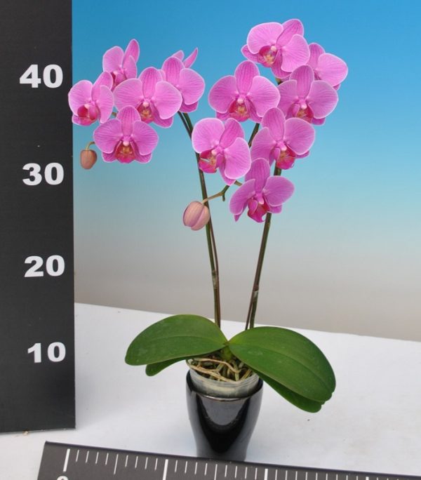 Phal. Taisuco Invigoration "16353"：圖片 3