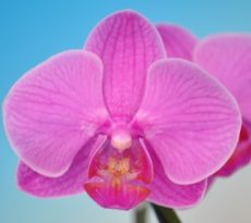 Phal. Taisuco Invigoration "16353"