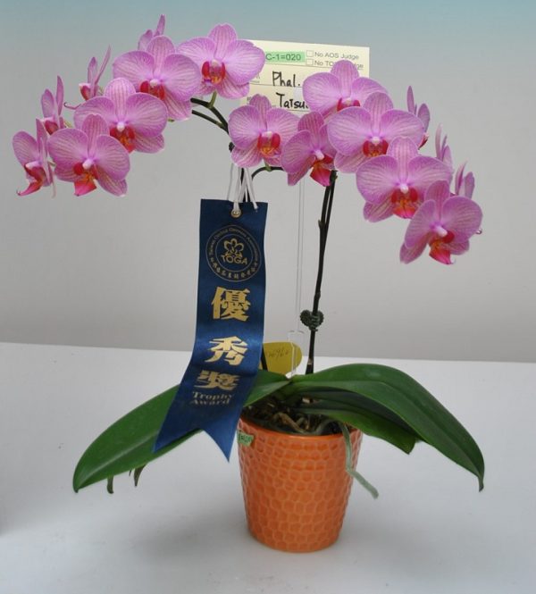 Phal. Taisuco Kilter "26962"：圖片 3