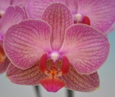 Phal. Taisuco Kilter "26962"
