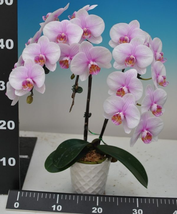 Phal. Taisuco Overmatch "58951"：圖片 3