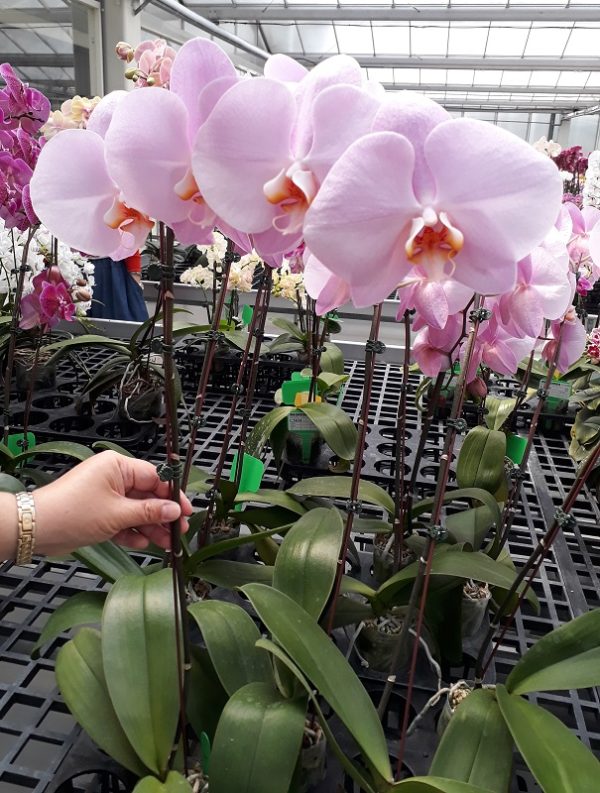 Phal. Ming Hsing Eagle "M1"：圖片 3