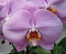 Phal. Ming Hsing Eagle "M1"