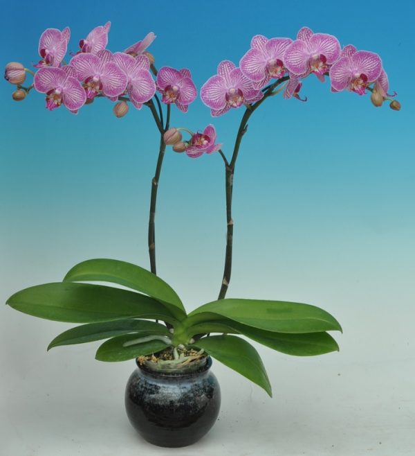 Dtps. Taisuco Louis：圖片 3