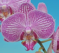 Dtps. Taisuco Louis