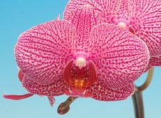 Phal. Taisuco Magical "27953"