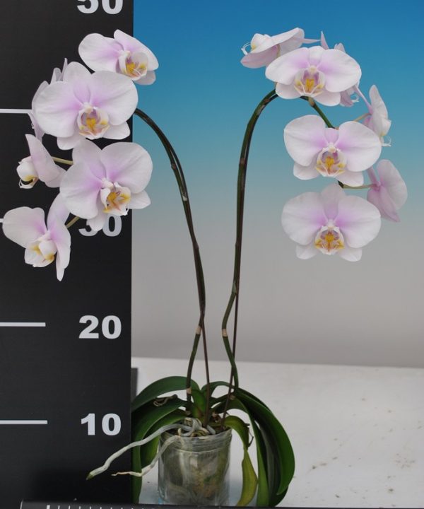 Phal. Taisuco Daybreak：圖片 2