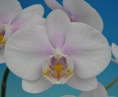 Phal. Taisuco Daybreak