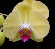 Phal. Younghome Golden "259"