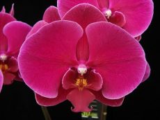 Phal. Younghome Red Angel "236"