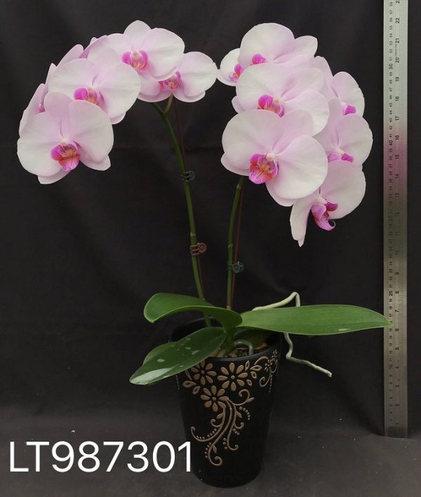 Dtps. Fureshing Sweet Angel X Phal. Amabilis：圖片 3