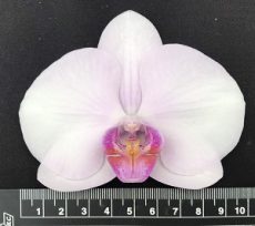 Dtps. Fureshing Sweet Angel X Phal. Amabilis
