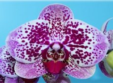 Phal. GC Reyoung "HS8103"