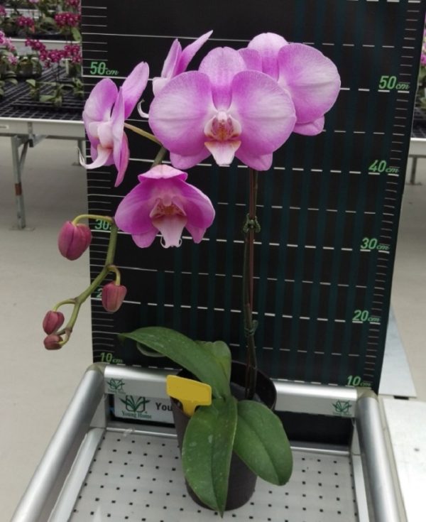Phal. JC Stars Shining：圖片 2