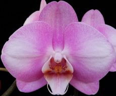 Phal. JC Stars Shining