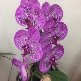 Phal. Dai Yang Lucky Cat "641"：圖片 2