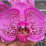 Phal. Dai Yang Lucky Cat "641"