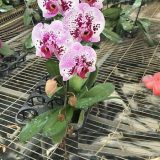 Phal. Dai Yang Pearl "185"：圖片 2