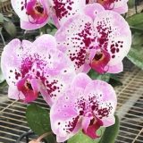 Phal. Dai Yang Pearl "185"