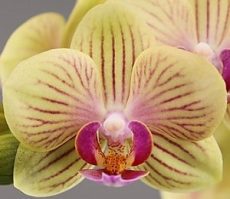 Phal. Green Field Green Diamond Hark