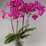 Phal. Lianher Happy Go：圖片 2