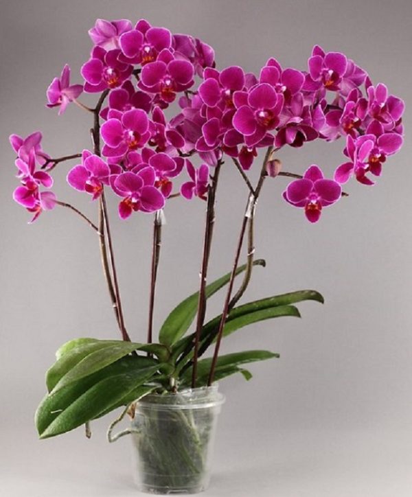 Phal. Lianher Happy Go：圖片 2
