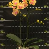 Phal. Charming Little Cutie：圖片 2