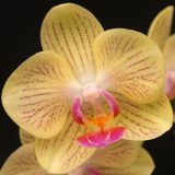Phal. Charming Little Cutie
