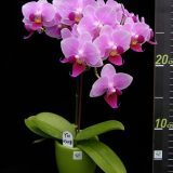 Phal. Younghome Pink Panther "3118"：圖片 2
