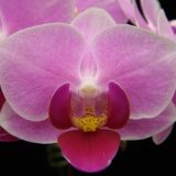 Phal. Younghome Pink Panther "3118"