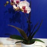 Phal. OX Yoyo：圖片 2