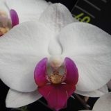 Phal. OX Yoyo
