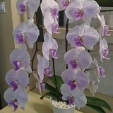 Phal. Chi Yueh Purple Smile：圖片 2