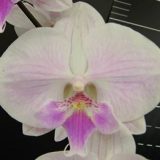 Phal. Chi Yueh Purple Smile
