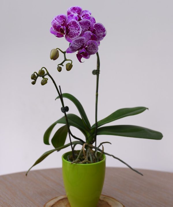 Phal. Yongli "694"：圖片 2