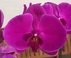 Phal. MS Sunrise