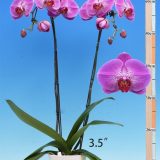 Phal. I-Hsin Chandra "2473"：圖片 2