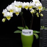 Phal. Younghome Godspeed "377"：圖片 2