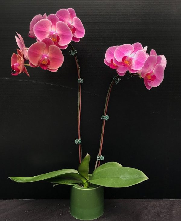 Phal. 3H Farm "J1524"：圖片 2